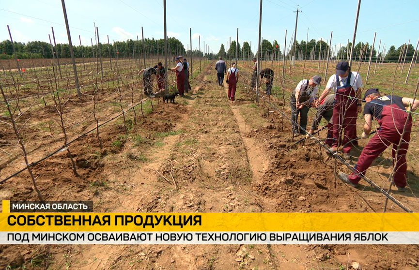 На предприятии под Минском осваивают новую технологию высадки саженцев яблонь